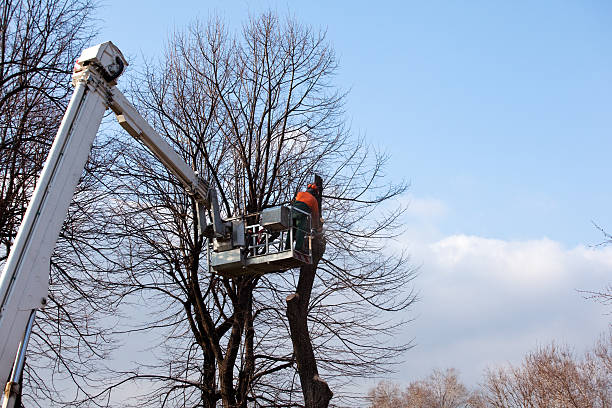 Valley Cottage, NY Tree Removal Services Company